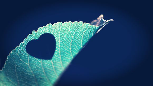 梦幻西游分哪些宝宝