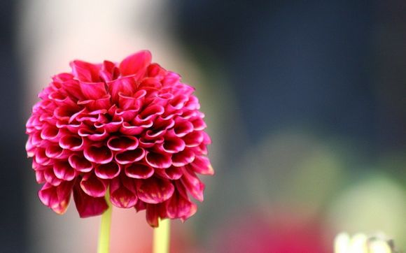 dnf荣誉等级满级多少