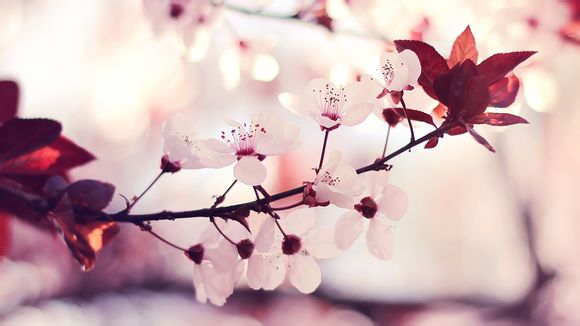 dnf罗什多少分身