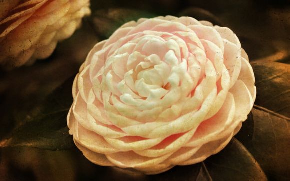 dnf满属性工会需要多久