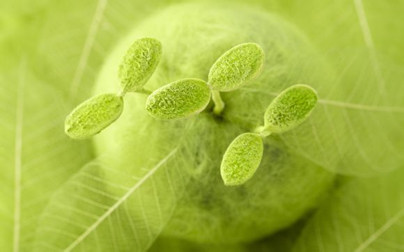 梦幻西游什么是神器