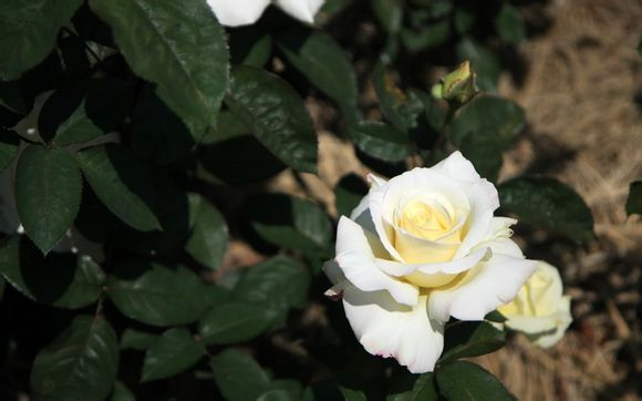 英雄联盟有哪些pve