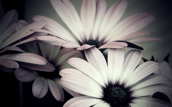 梦幻西游马面怎么加点